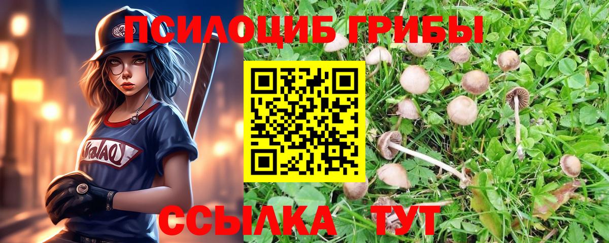 Галлюциногенные грибы Psilocybe Старая Купавна